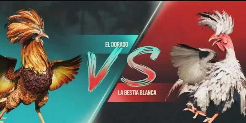 Mẹo Chơi Đá Gà 78WIN 2025 - Đúc Kết Từ Kinh Nghiệm Từ Sư Kê 5 Sân chơi đá gà 78WIN có đông đảo thành viên tham gia