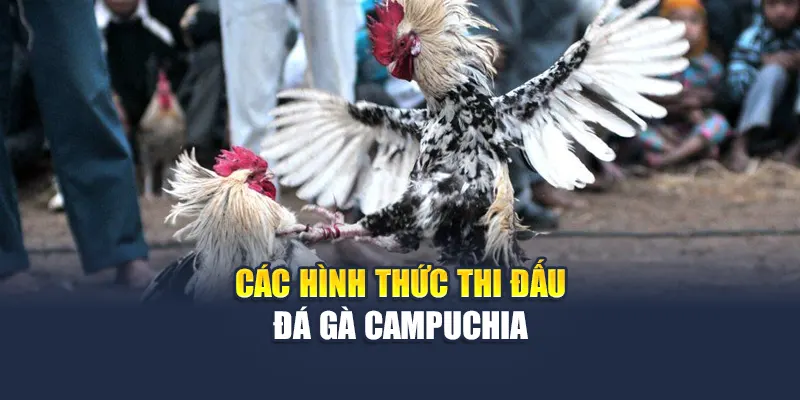 Đá Gà Campuchia Thử Thách Mới Lạ Kịch Tính Cho Bạn 6 Top hình thức thi đấu đá gà Campuchia