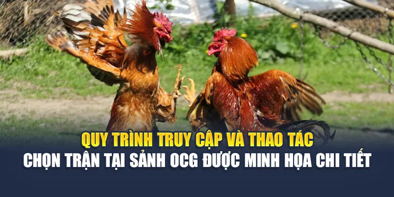 Trải Nghiệm Sảnh Đá Gà OCG Kịch Tính Tại Nhà Cái 78WIN 7 Quy trình truy cập và thao tác chọn trận tại sảnh OCG được minh họa chi tiết