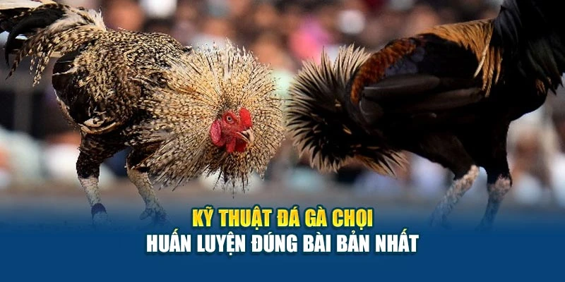 Kỹ Thuật Đá Gà Chọi - Huấn Luyện Đúng Bài Bản Nhất 4 Kỹ Thuật Đá Gà Chọi - Huấn Luyện Đúng Bài Bản Nhất