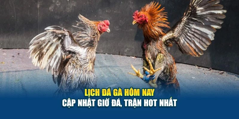 Lịch Đá Gà Hôm Nay - Cập Nhật Giờ Đá, Trận Hot Nhất 4 Lịch Đá Gà Hôm Nay - Cập Nhật Giờ Đá, Trận Hot Nhất